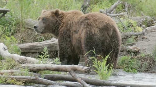 Big Brown Bear in River