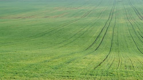Green Fall FIeld as Background