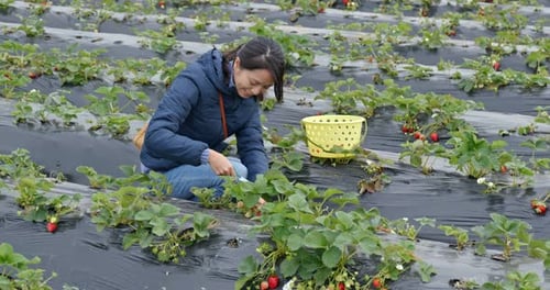 Woman pick strawberry in the farm