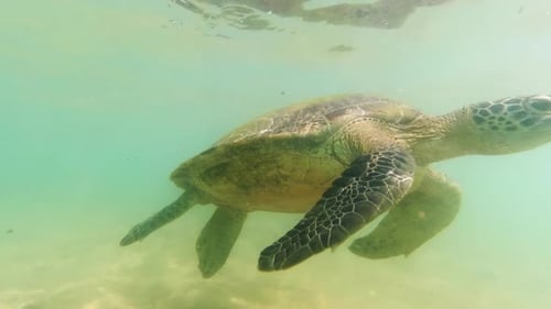Unterwasservideo von Big Green Turtle, die an der Küste Sri Lankas in Wildtieren schwimmt
