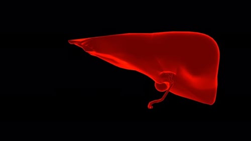 Human Liver hologram. Transparent 3D model of human organ on black background.
