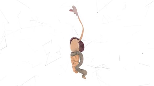 Rotating 3D Human Digestive System Medical Animation