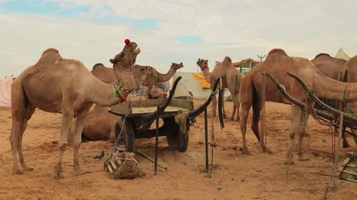 Kamele auf der Pushkar-Messe, auch Pushkar Camel Fair oder lokal als Kartik Mela bezeichnet
