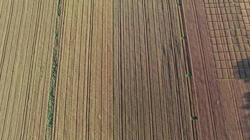 Top View to the Farm Wheatfield
