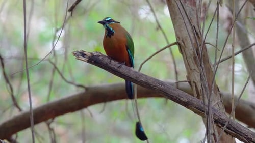 Colorful Motmot Bird Perched on Branch