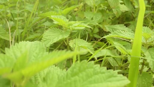 Arbustes aux feuilles d'ortie verte vibrantes poussant dans le jardin