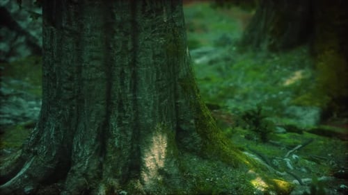 Baumwurzeln und Sonnenschein in einem grünen Wald mit Moos