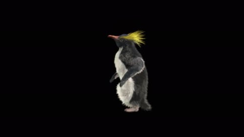 Animated Royal Penguin Walking on Alpha Channel