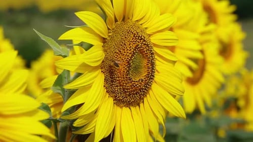Sunflowers in a Field with Bees