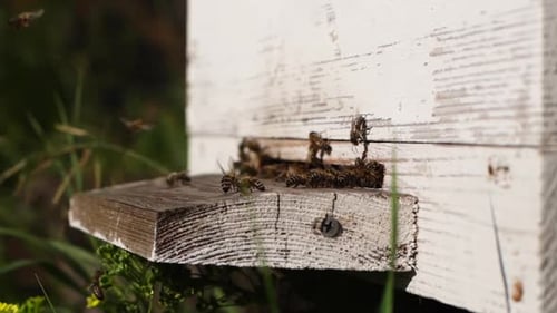 Honey Bees Swarming Around the Beehive Entrance