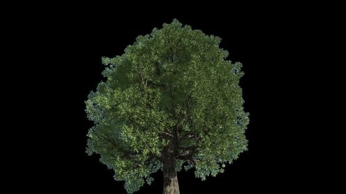 Einzelbaum-Footage 1