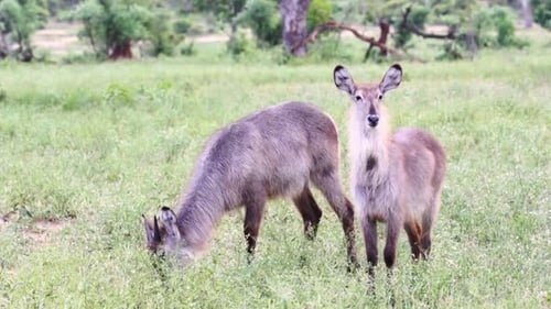 Deux waterbucks l'un debout l'autre se nourrissant dans la réserve animalière de Sabi Sands en Afrique du Sud