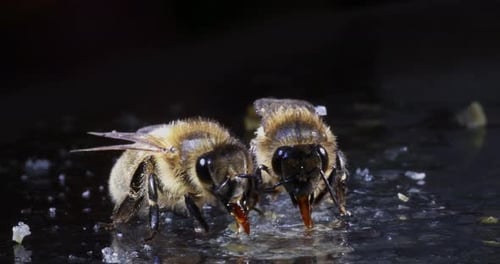 |Abeille mellifère européenne, apis mellifera, abeilles léchant le miel, ruche d'abeilles en Normandie, 4K en temps réel