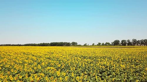 Summer Field of Sunflowers