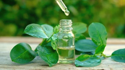 Óleo essencial de tea tree em uma pequena garrafa