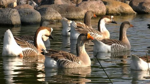 Enten auf dem See