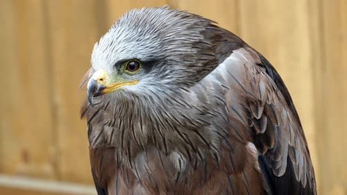 Close Up of a Brown Kite Bird of Prey