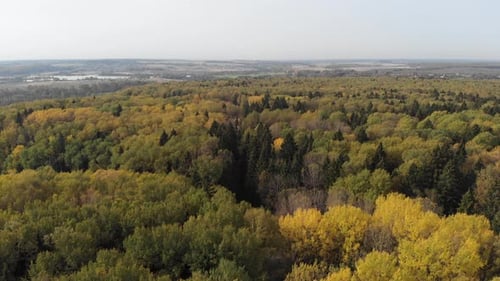 The Camera Flies High Above the Autumn Deciduous Forest on a Clear Sunny Day