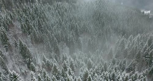 Aerial View. Winter Season. Snowy Mountain Forest Aerial Shot Breathtaking Natural Landscape, Frozen
