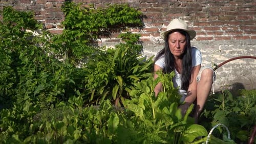 Femme récoltant des feuilles de légumes de blettes vertes cultivées dans le jardin