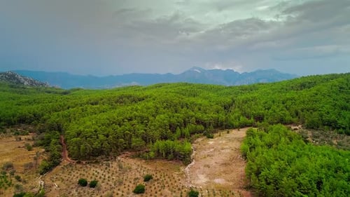 Aerial Forest view in Cloudy Weather (2K)