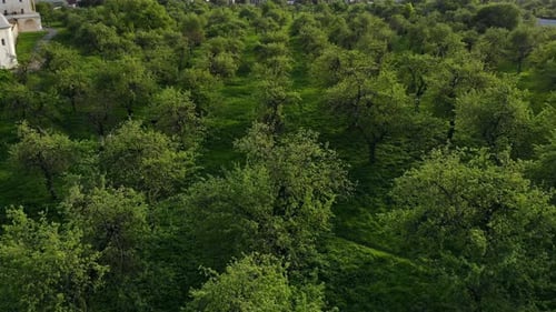 Beautiful Top View of Green Forest and Grass with Path