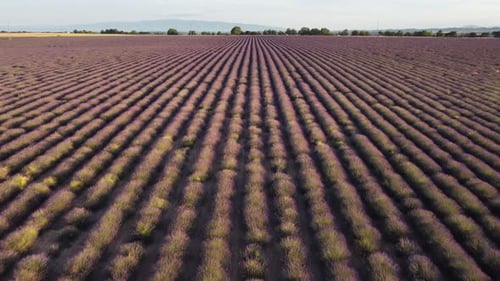 Lavender Field in Valensole Aerial View