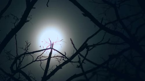 Moon Night Forest Mystic Branch Dark Tree