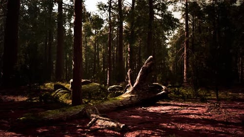 Coucher de soleil dans la forêt de séquoias