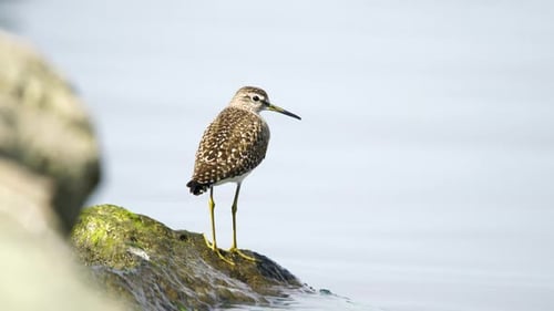Sandpiper Standing on Mossy Rock near Water