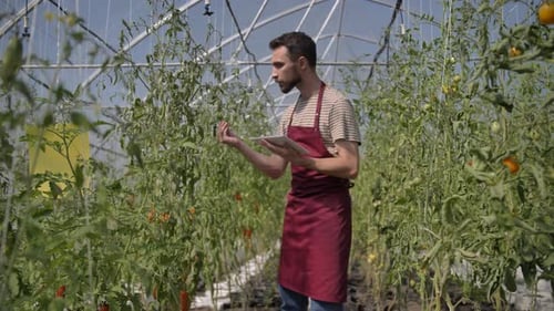 Man Inspecting Tomato Plants with Tablet in Greenhouse