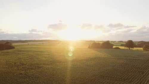 Magnificent View of Lush Green Fields with Sun Shining Brightly Above It