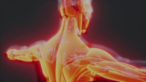 Glowing 3D Human Muscular System Anatomy