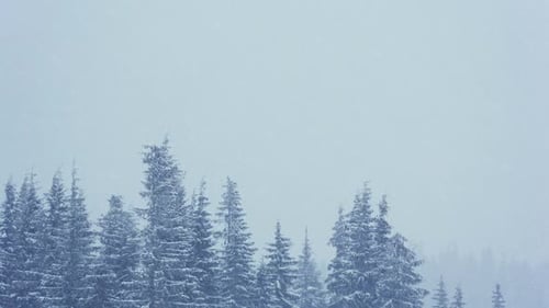 Schöner flauschiger Schnee auf Ästen