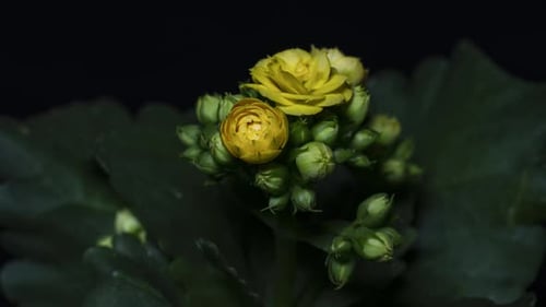 Yellow Flower Timelapse
