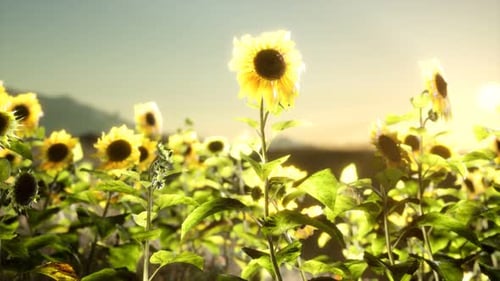 Sunflower Field on a Warm Summer Evening
