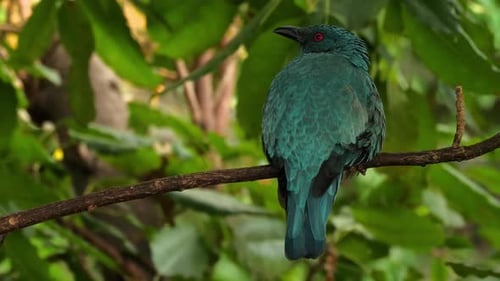 Blauer tropischer Vogel
