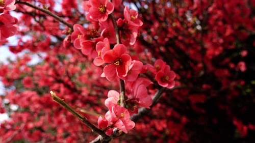 Blossoming Red Cherry Tree Flowers on Branches Closeup