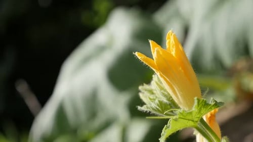 Vidéo FullHD 1080p au ralenti de Cucurbita pepo et de l'abeille - Plante de courge citrouille, fleur jaune