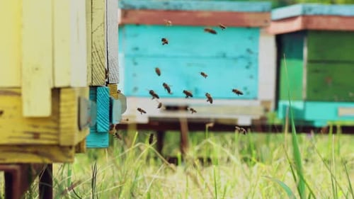 Des abeilles s'assoient à Beehive