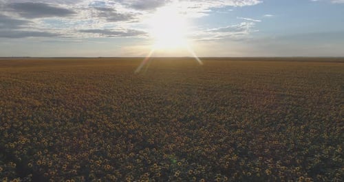 Sun shining above a sunflower field