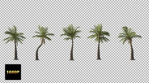 Tropical Palm Trees Swaying in Wind on Transparent Background Collection