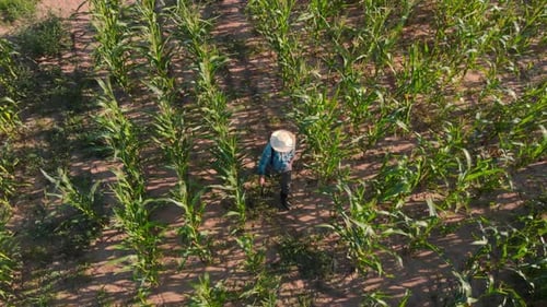 Farmer Wearing Straw Hat Walking Through Cornfield Top View
