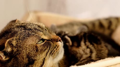 Mãe, gato e gatinhos. Animais de estimação.