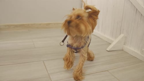 Yorkshire Terrier Standing on the Floor