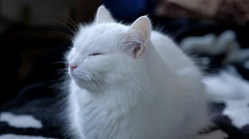 Fluffy White Cat Relaxing Calmly Indoors