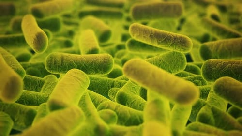 Clusters of bacteria floating in fluid. Clostridium, E-coli, salmonella.