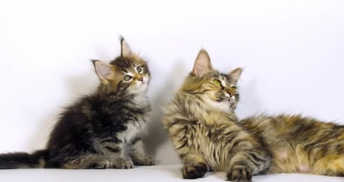 Brown Tortie Blotched Tabby Maine Coon Domestic Cat, Female and Kitten laying Normandy in France,