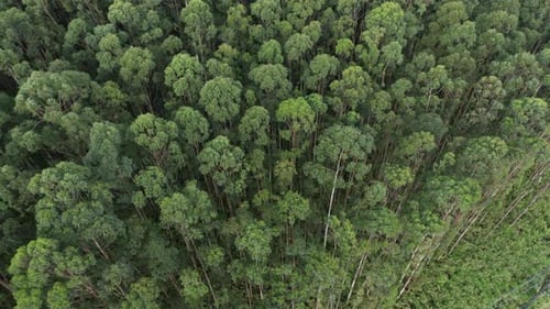 Tropical Forest Aerial