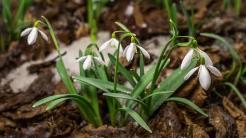 White Snowdrops Flowers Blooming in Spring Time